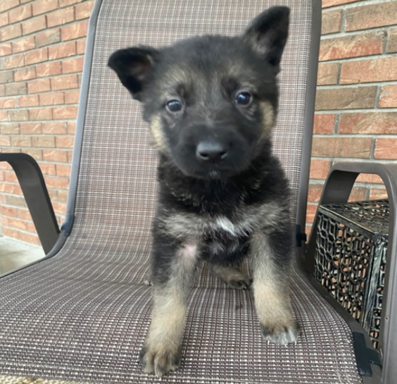 comprar cachorros sanos, baratos y asequibles para la venta